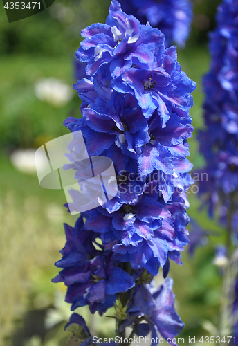 Image of Larkspur in flower bed