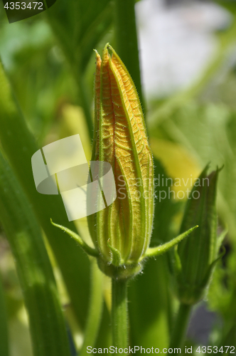 Image of Zucchini blossom in vegetable garden