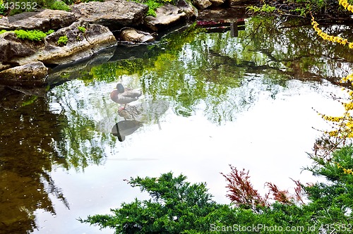 Image of Pond in zen garden