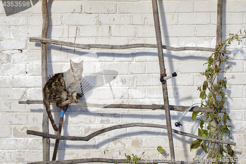 Image of Tabby cat sitting on the ladder