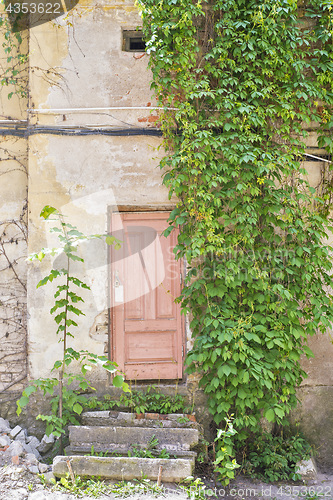 Image of Green creeper plant covering part of wall.