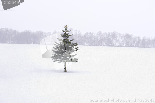 Image of Fir tree in the middle of the field