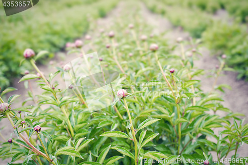 Image of Young unopened peony buds