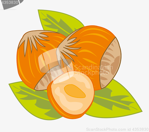 Image of Nut hazelnut ripe