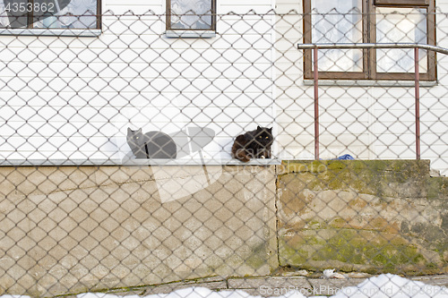 Image of two black cats laying on the sill of wooden house