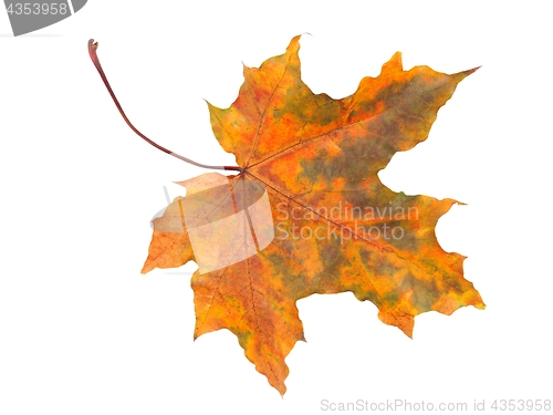 Image of Autumn leaf on white