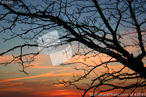 Image of Bare tree