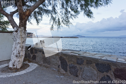 Image of Cat, tree, wall and sea