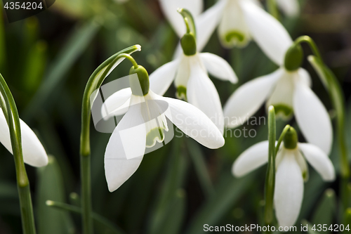 Image of Snowdrop flower