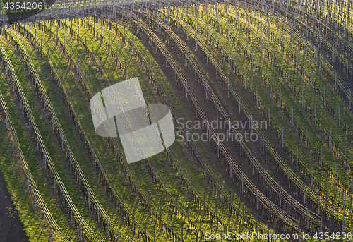 Image of Vineyard in spring. Background