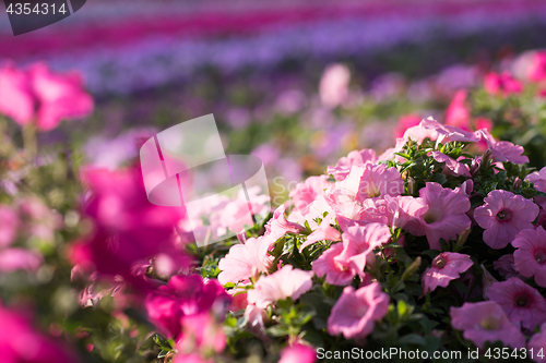 Image of Dubai miracle garden