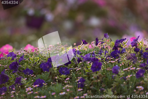 Image of Dubai miracle garden