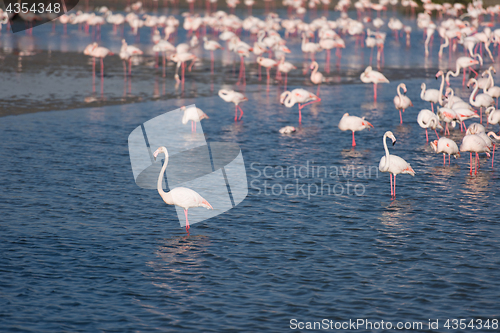 Image of Flock of adorable pink flamingos