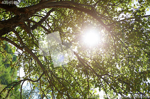 Image of Apple tree in summer