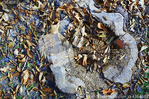 Image of High angle view on the old tree stump