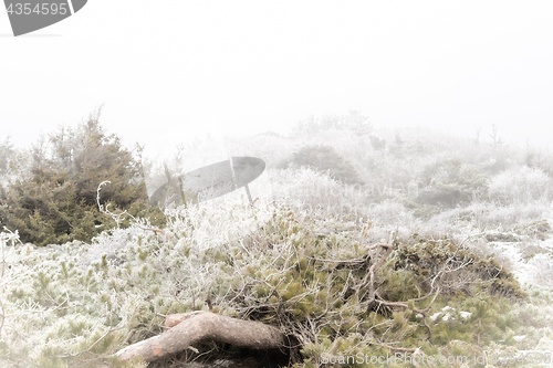 Image of Foggy winter landscape