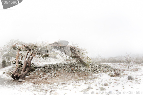 Image of Foggy winter landscape