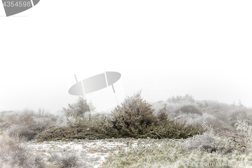 Image of Foggy winter landscape