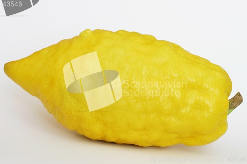 Image of Jewish Citron