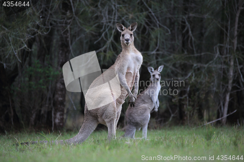 Image of Eastern Grey Kangaroos in bushland