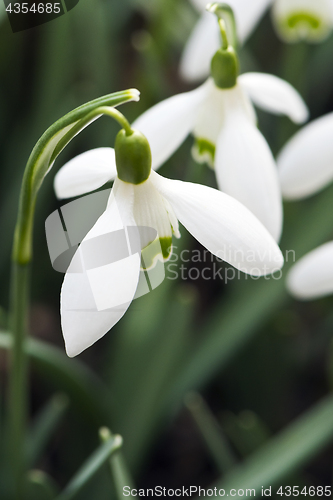 Image of Snowdrop flower