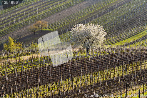 Image of Vineyards and cherry tree in spring