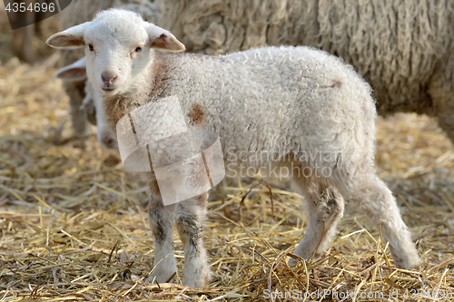 Image of newborn lambs on the farm