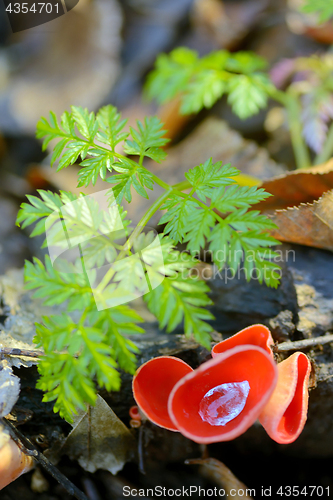 Image of Aleuria aurantia fungus