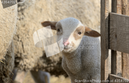 Image of newborn lamb on the farm