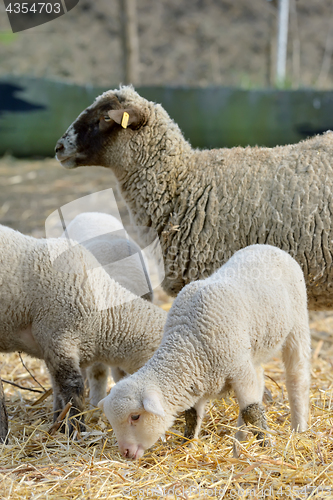 Image of newborn lambs on the farm