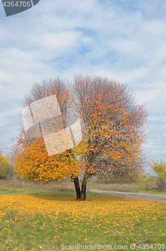 Image of Lonely autumn  tree