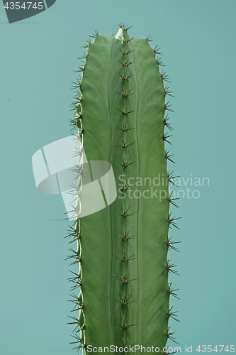 Image of Single cactus