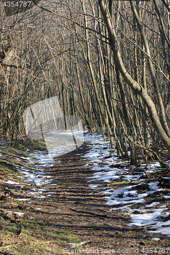 Image of Winter forest at dusk