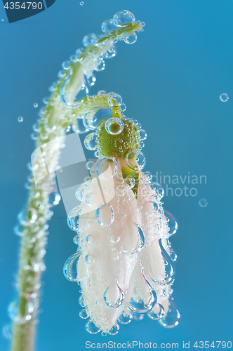 Image of Single Snowdrop and water drops