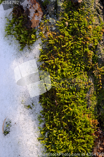 Image of Moss and snow on tree