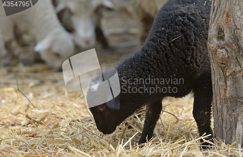 Image of newborn lambs on the farm 