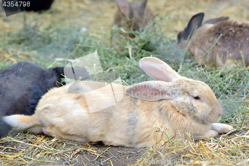 Image of Rabbits in a hutch