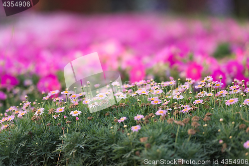 Image of Dubai miracle garden