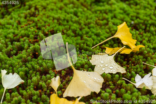 Image of Ginkgo on ground