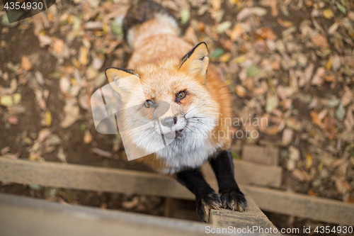 Image of Red fox climbing up