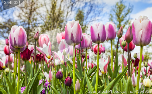 Image of Inside the Tulips Field