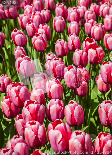 Image of Filed of Red Tulips