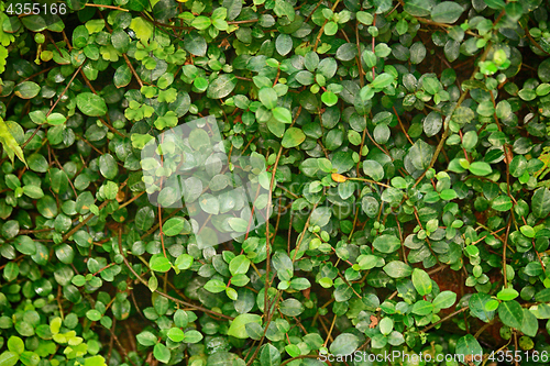 Image of green natural leaf background