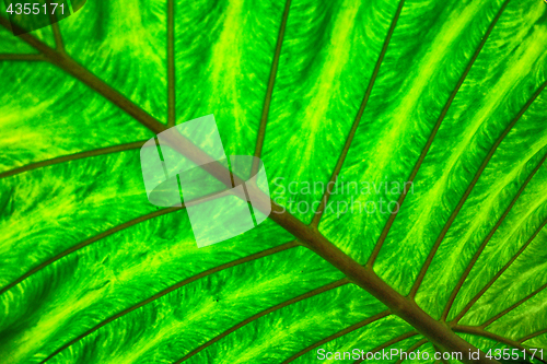 Image of green natural leaf background