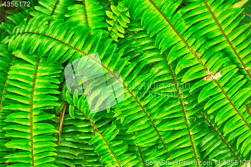 Image of green natural leaf background