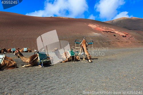 Image of Camels in Timanfaya National Park on Lanzarote.