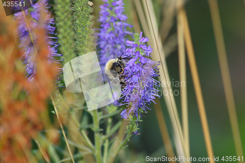 Image of Bumblebee pollinating veronca flower