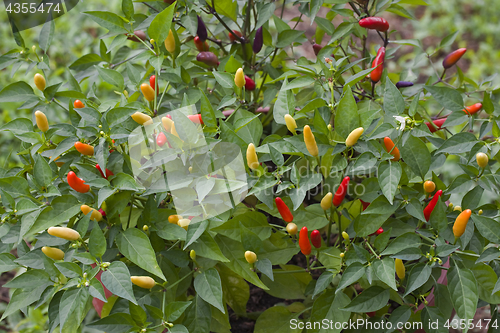 Image of Chilli Pepper Bush