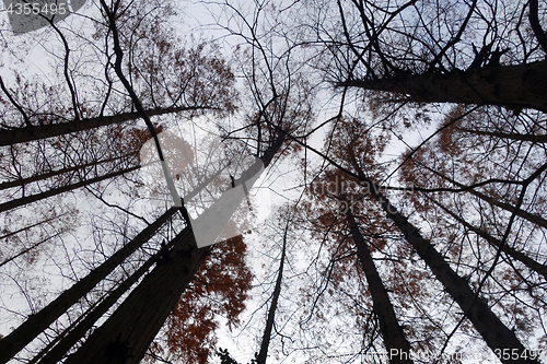 Image of Tree tops are illuminated by the setting sun