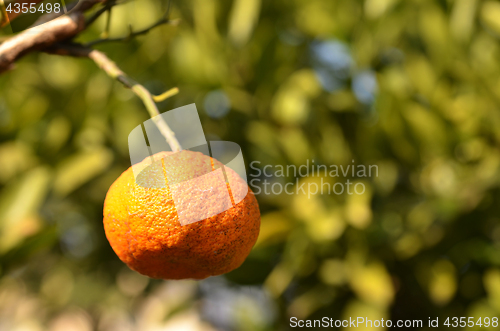 Image of Orange mandarin on the tree